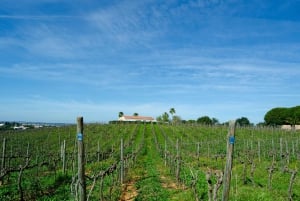 Albufeira: Byens høydepunkter og vinsmaking