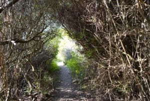 Albufeira Küstenwanderung - Kleine Gruppe