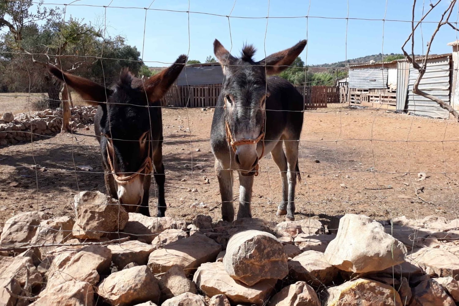 Excursión en Tuk Tuk por la Campiña de Albufeira