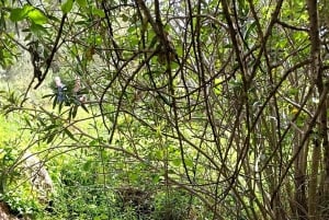 Excursión en Tuk Tuk por la Campiña de Albufeira