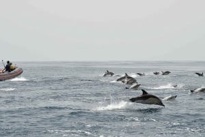 Albufeira: Dolfijnen kijken en boottocht door de grot van Benagil