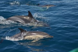 Albufeira : Observation des dauphins et croisière dans la grotte de Benagil