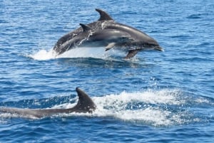Albufeira: Obserwacja delfinów i jaskinia Benagil