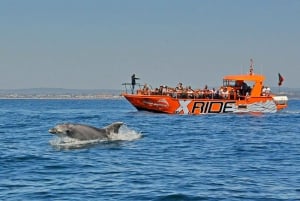 Albufeira: Obserwacja delfinów i jaskinia Benagil