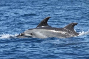 Albufeira: Delfinbeobachtung und Benagil-Höhle