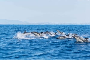 Albufeira: Dolphins, Benagil Caves and Coastline Boat Tour