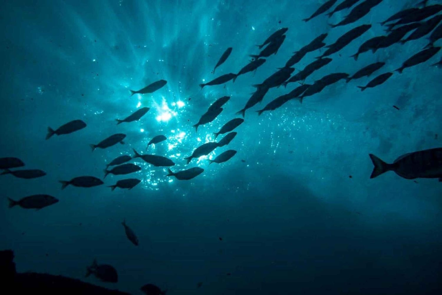 Albufeira: Doppeltes Tauchen im Meer für zertifizierte Taucher