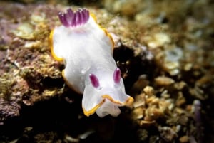 Albufeira: Doppeltes Tauchen im Meer für zertifizierte Taucher
