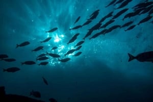 Albufeira: Doppeltes Tauchen im Meer für zertifizierte Taucher