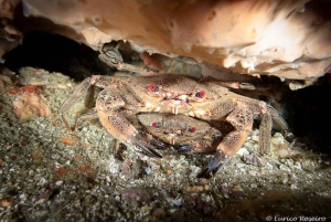 Albufeira: Doppeltes Tauchen im Meer für zertifizierte Taucher