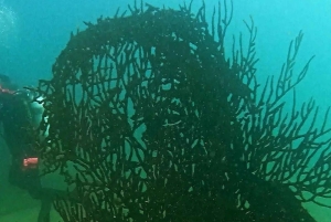 Albufeira: Doppeltes Tauchen im Meer für zertifizierte Taucher