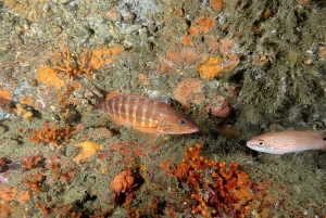 Albufeira: Doppeltes Tauchen im Meer für zertifizierte Taucher