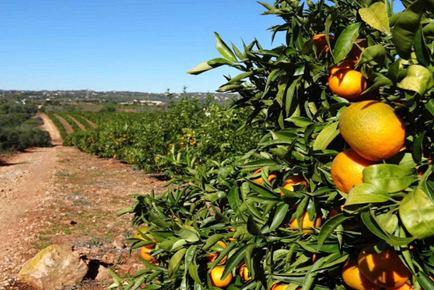 Albufeira: Full Day Safari Excursion in Algarve Mountains