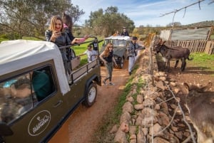 Albufeira : safari en 4x4 d'une demi-journée en Algarve