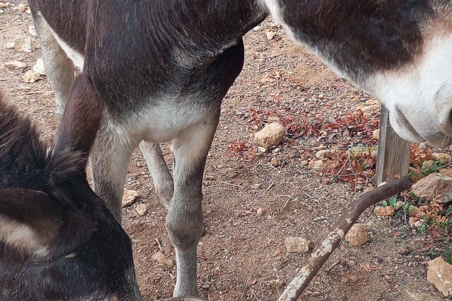 Albufeira Jeep Safari with Zoo