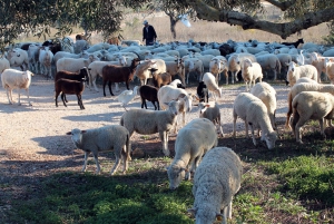 Albufeira : Aventure en quad tout-terrain