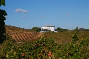 Albufeira, Olhão, Faro: Visit a vineyard, Free time in Silves