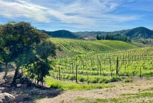 Albufeira, Olhão, Faro: Visit a vineyard, Free time in Silves