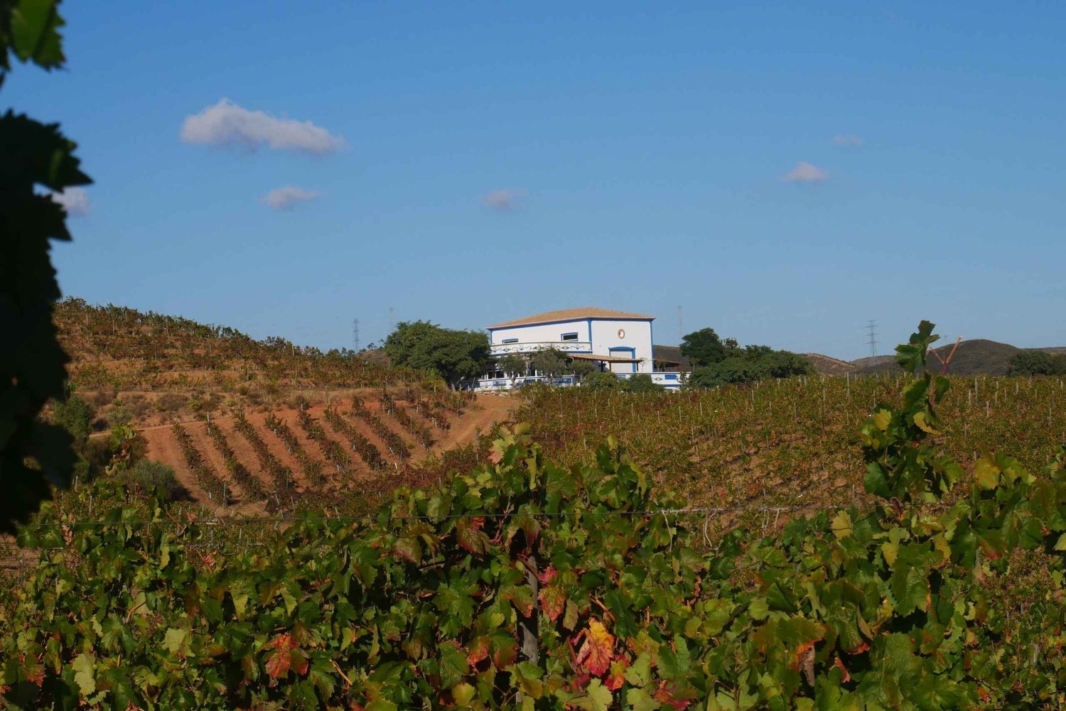 Albufeira, Olhão, Faro: visit to a vineyard, free time in Silves