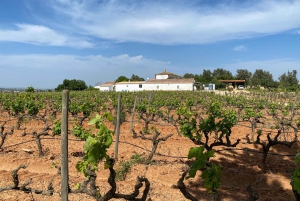 Albufeira/Porches/Vilamoura: Wine Tasting with Tapas & Music