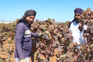 Albufeira/Porches/Vilamoura: Wine Tasting with Tapas & Music