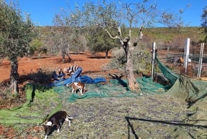 Albufeira: Safari Excursion in the Algarve Mountains