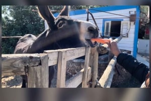 Albufeira Safari verken dorpjes, kerken, kasteel & boerderij