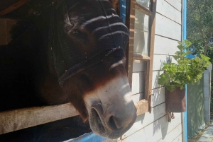 Albufeira Safari verken dorpjes, kerken, kasteel & boerderij