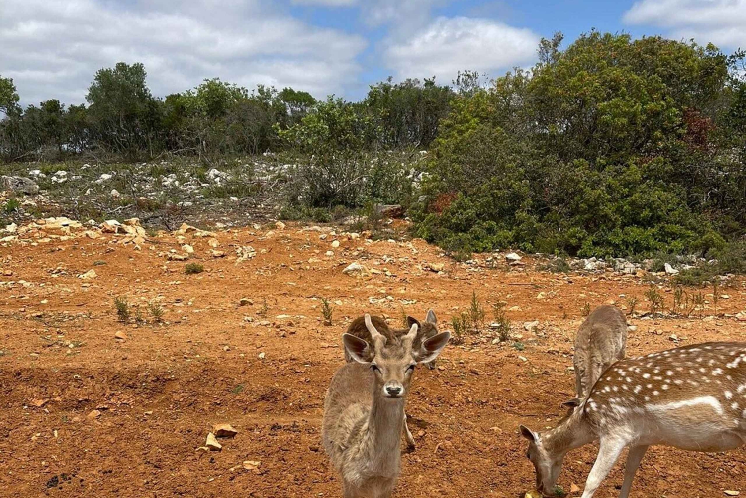 アルブフェイラ・サファリ（クレイジー・ワールド＆ボーンチャペル入場付き