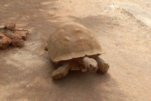 アルブフェイラ・サファリ（クレイジー・ワールド＆ボーンチャペル入場付き