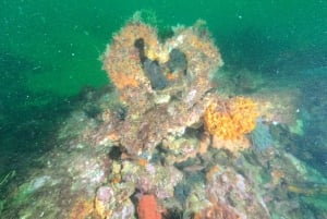 Albufeira: Experiencia de buceo para principiantes