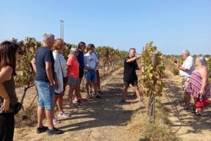 Albufeira: Winery Tour with Wine Tasting and Tapas