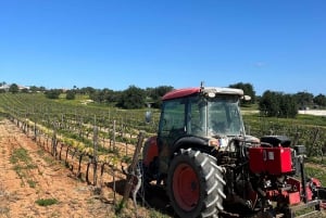 Albufeira: Winery Tour with Wine Tasting and Tapas