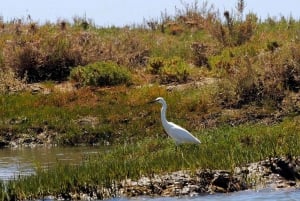 Algarve: 2-timers kajaktur i Ria Formosa fra Faro