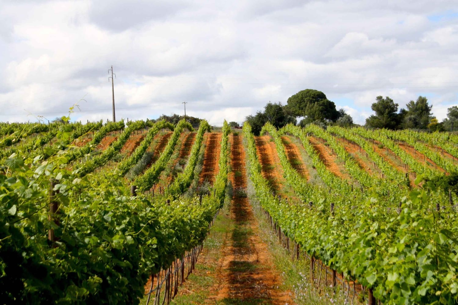 Algarve: 3 Types of Wine Tastings with Vineyard Views