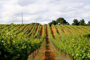 Algarve: 3 Types of Wine Tastings with Vineyard Views