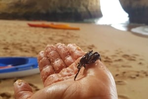 Algarve: excursión en kayak al amanecer a la cueva de Benagil con uso de ducha