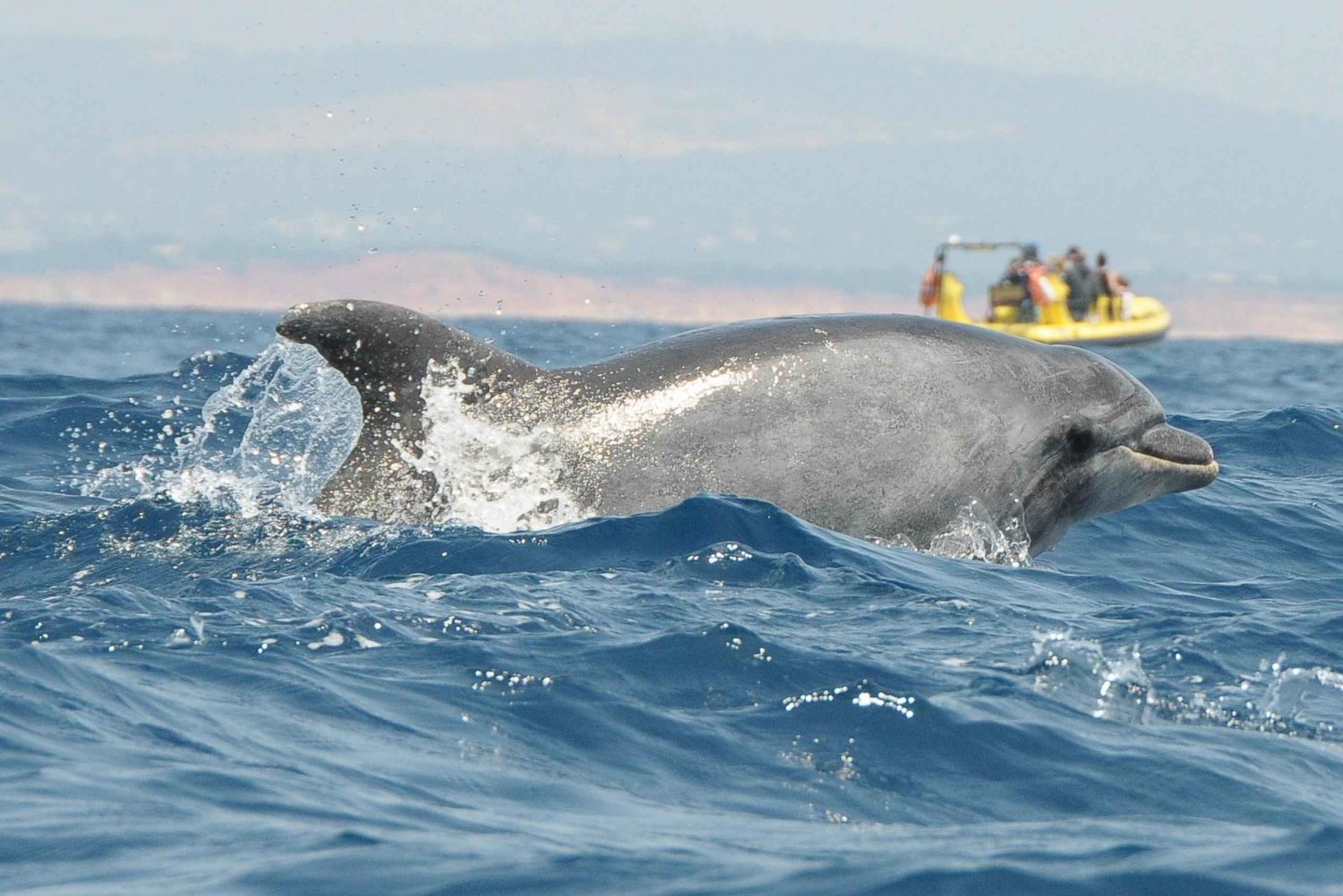 Algarve: Båttur längs kusten med delfinskådning och grottor
