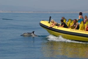 Kust van de Algarve: dolfijnen spotten & grottentour