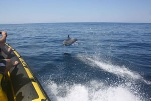 Costa dell'Algarve: Osservazione dei delfini e tour delle grotte