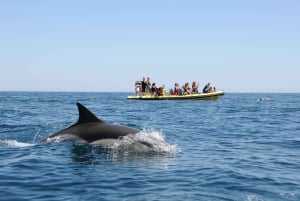 Kust van de Algarve: dolfijnen spotten & grottentour