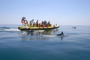 Costa dell'Algarve: Osservazione dei delfini e tour delle grotte