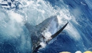 Algarve Deep Sea Fishing Seafaris