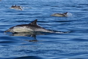 Algarve Dolphin Watching & Marine Life Eco Tour