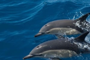 Økotur med delfinsafari og marint liv i Algarve