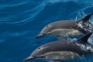 Algarve Dolphin Watching & Marine Life Eco Tour