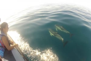 Økotur med delfinsafari og marint liv i Algarve