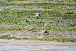 Algarve: Eco Boat Tour in the Ria Formosa lagoon from Faro