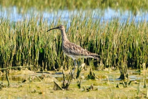 Algarve: Eco Boat Tour in the Ria Formosa lagoon from Faro