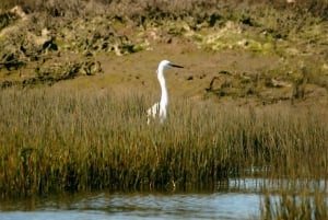 Algarve: Eco Boat Tour in the Ria Formosa Lagoon from Faro